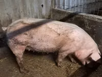 Scroafă, Porci — foto 2