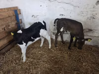Cow, Cattle — photo 2