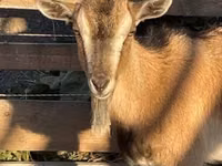 Dişi keçi, West African dwarf goats — foto 1