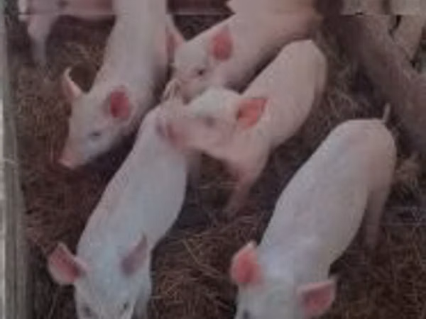 母猪, Pigs