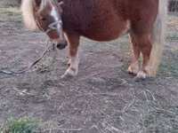 घोड़ी, Shetland Pony — फ़ोटो 1