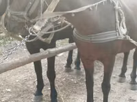 Égua, Cavalos — foto 5