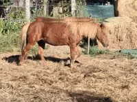 Égua, Cavalos — foto 5
