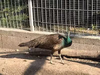 Chickens — foto 1
