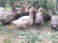 روان — الصورة 2