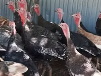 Turkeys — الصورة 4