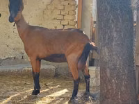 Dişi keçi, Alpine goat — foto 1