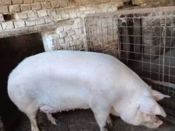 Scroafă, 