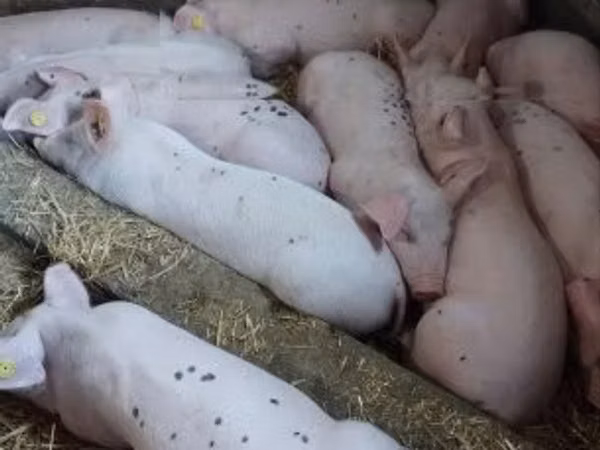 Scroafă, Porci