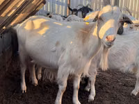 Capră, Saanen goat — foto 3