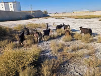 Goat, Goats — photo 4