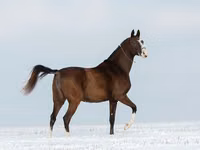 Toychoq, Akhal-Teke — 2-rasm