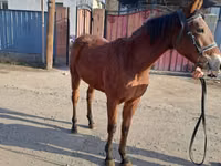Cavalo, Kazakh horse — foto 5