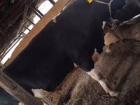 Bulle, Russian Black pied cattle — Foto 3