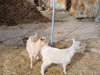 Ziege, Saanen goat — Foto 1
