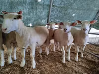 Qoʻy, Ile-de-France sheep — 4-rasm