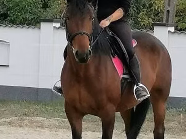 Stute, Hungarian horse breed
