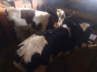 Bou, Simmental cattle — foto 2