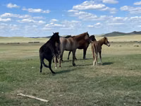 حصان, Kazakh horse — الصورة 4