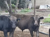 Bulle, Aberdeen-Angus — Foto 1