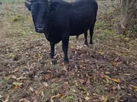 公牛, Cattle — 照片 4