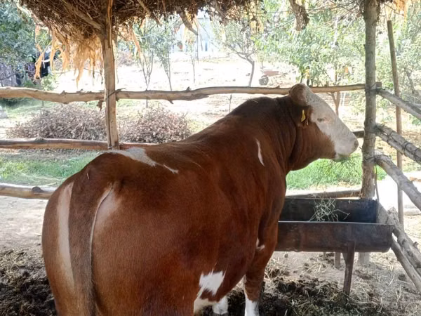 公牛, Simmental cattle
