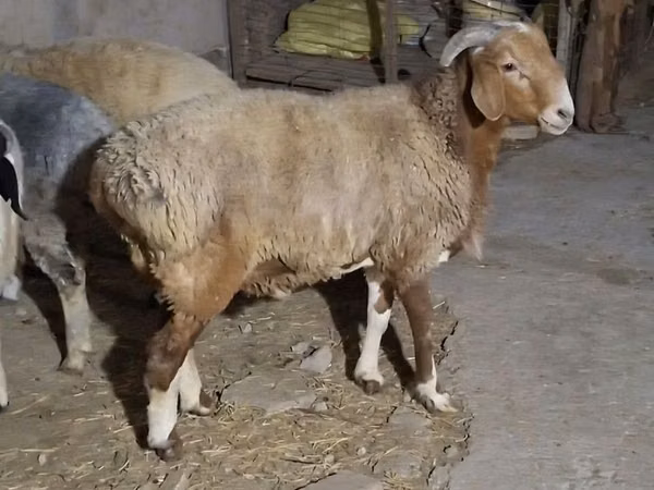 公羊, Sheep