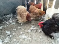 Chickens — photo 1