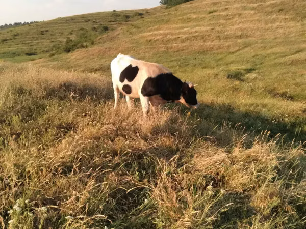 Bulle, Russian Black pied cattle