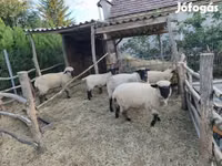 Brebis, German Blackheaded Mutton sheep — photo 1