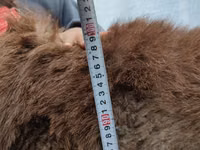 Widder, Rhon sheep — Foto 5