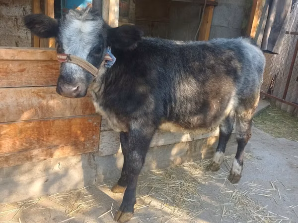 Vacă, Belgian Blue