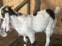 Billy Goat, Nubian Goat — photo 1