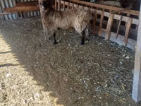 Țap, Capre — foto 1