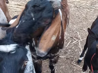 Bode, Nubian Goat — foto 4