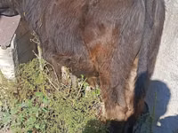 ثور, Simmental cattle — الصورة 2
