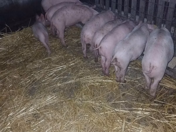 Scroafă, Porci