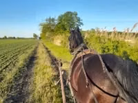 公马, Nonius horse — 照片 1
