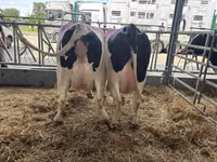 Vacă, Rasa Holstein — foto 2