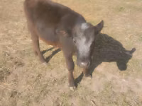 Buqa, Swiss cattle — 5-rasm