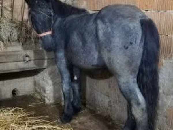 Cheval, Belgian Draught