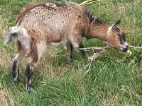 Ziege, Ziegen — Foto 1