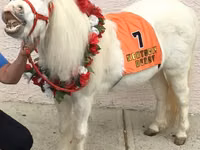 घोड़ी, Miniature horse — फ़ोटो 4