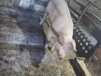 Scroafă, Porci — foto 3