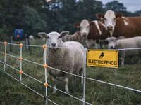 Garduri electrice – protecția eficientă a animalelor și culturilor tale! — foto 1