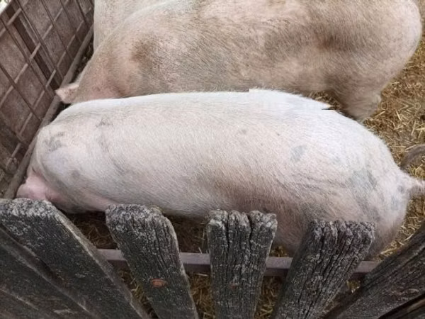 नर सूअर, 