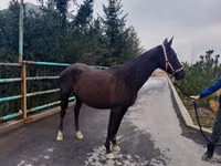 Iapă, Akhal-Teke — foto 4