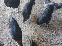Avstraliya Pit Game quşu — foto 3