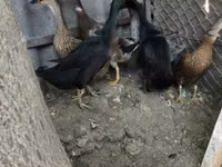 इंडियन गेम — फ़ोटो 3