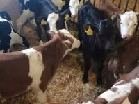 Rinder (Partie, Geschlecht nicht angegeben), Russian Black pied cattle — Foto 8